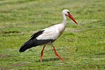 Storch Storch