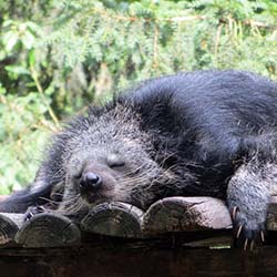 Binturong